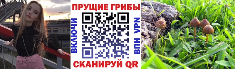 наркота  Кумертау  нарко площадка наркотические препараты  Галлюциногенные грибы Magic Shrooms 